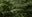 Close-up view of vibrant green fern leaves with detailed fronds overlapping, creating a lush and dense natural background.