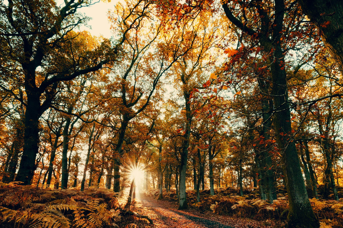 Samhain: Returning to Our Roots