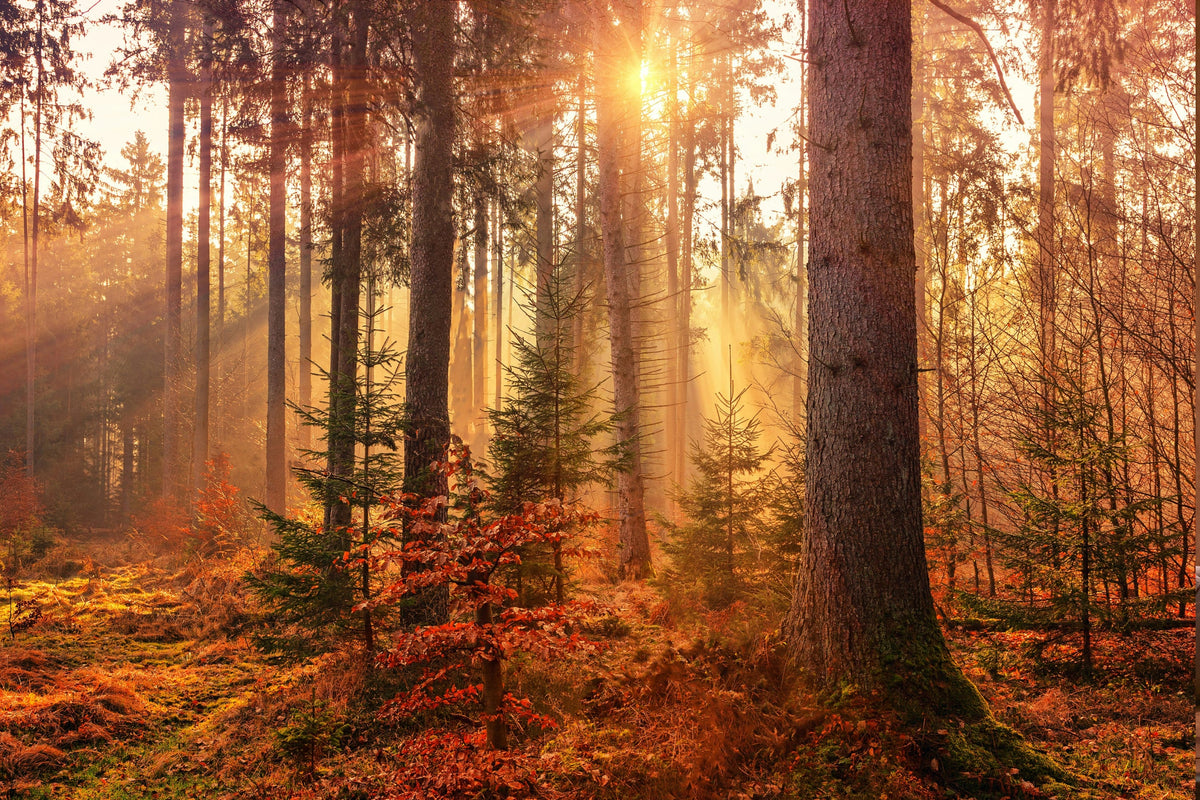Can You Boost the Immune System? A Nutritionist's Guide to Immune Health