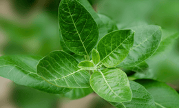 Close-up of fresh green ashwagandha (Withania somnifera) leaves, showing their smooth texture and prominent veins, with a blurred green background.