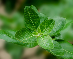 Close-up of fresh green ashwagandha (Withania somnifera) leaves, showing their smooth texture and prominent veins, with a blurred green background.
