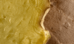 Close-up image of a cut ginger root, showing the fibrous yellow-green interior and the rough, brown outer skin. The texture and moisture of the ginger flesh are clearly visible.