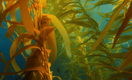 Sunlight filters through tall, golden-brown kelp plants swaying underwater. The kelps long, wavy leaves create a dense forest, with a few small fish visible swimming among the fronds in the clear blue water.