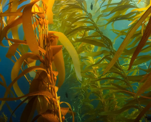 Sunlight filters through tall, golden-brown kelp plants swaying underwater. The kelps long, wavy leaves create a dense forest, with a few small fish visible swimming among the fronds in the clear blue water.